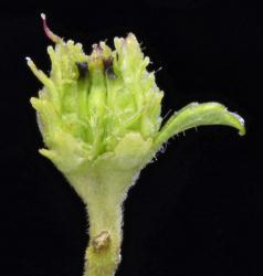 Lophozonia menziesii: female dichasium showing three flowers: two lateral trimerous flowers (with purplish stigmata) and one central dimerous flower.
 Image: K.A. Ford © Landcare Research 2015 CC BY 3.0 NZ
